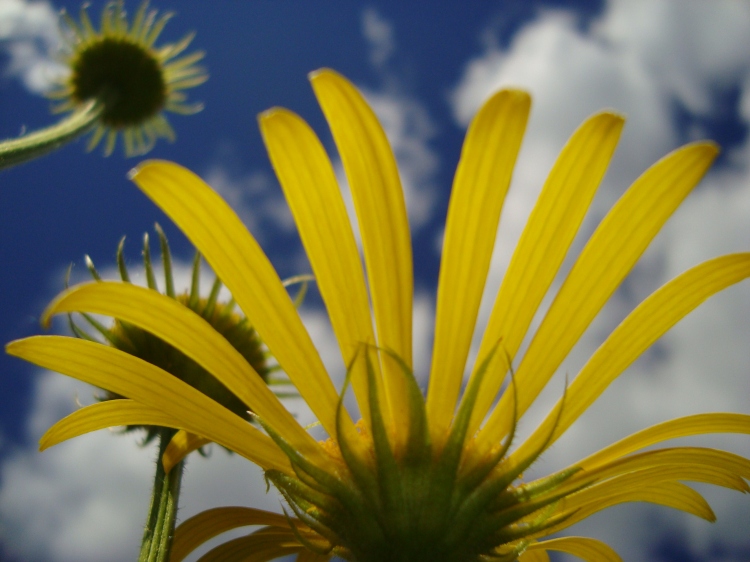 Keltaiset kukat kohoavat kohti sinistä taivasta.